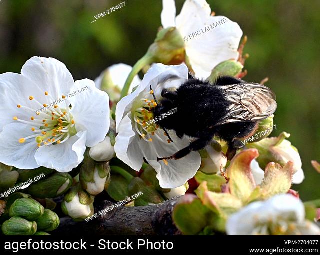 Illustration shows a bee on a blossoming cherry tree, in Sint-Truiden, Haspengouw region, Limburg, Monday 19 April 2021. BELGA PHOTO ERIC LALMAND