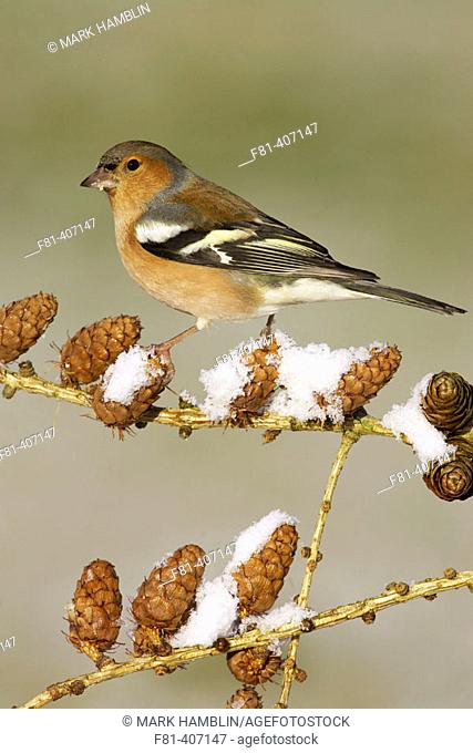 Chaffinch (Fringilla coelebs), adult male perched on larch cones in snow. Scotland, UK