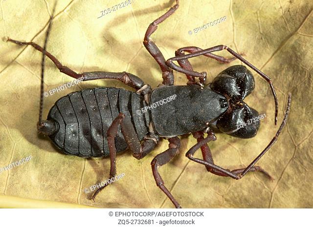 Whip tail scorpion, Labochirus sp Kengiri, Bangalore, Karnataka. Called venigron as they spray veniger from their tail tip