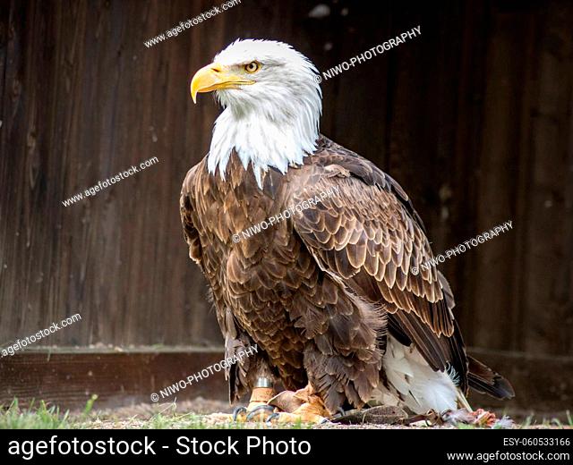 The bald eagle (Haliaeetus leucocephalus) is a large bird of prey in the Accipitridae family