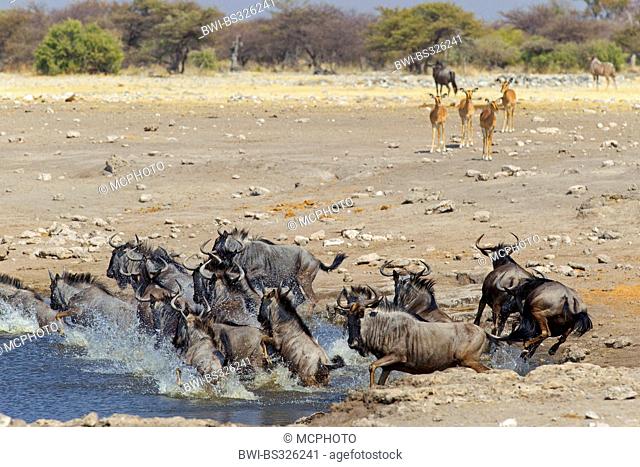 blue wildebeest, brindled gnu, white-bearded wildebeest (Connochaetes taurinus), herd running nervously in a water place, Namibia, Oshikoto