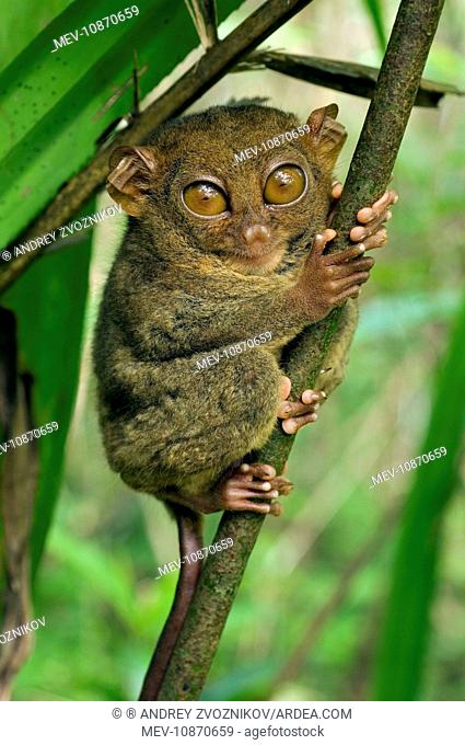 Philippine Tarsier hides and rests on his 'perching site' (Tarsius syrichta). Philippines. February. in a typical habitat of undergrowth in a dense secondary...