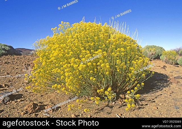 Pajonera de cumbre or hierba pajonera (Descurainia bourgaeana) is a shrub endemic to Canadas del Teide National Park, Tenerife, Canary Islands, Spain