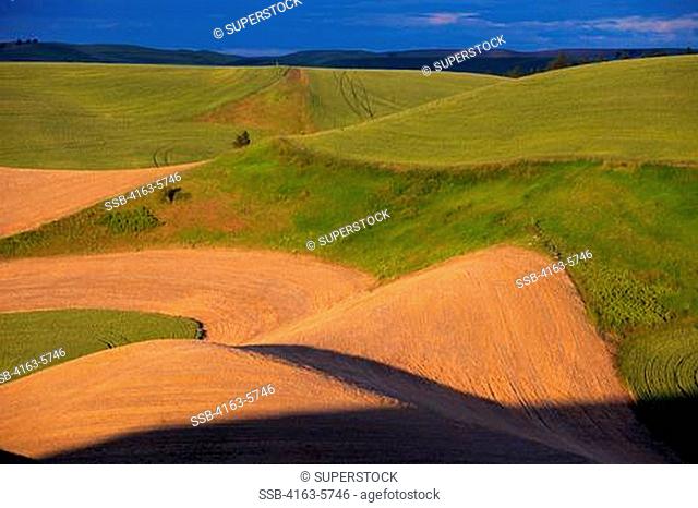 USA, WASHINGTON STATE, PALOUSE COUNTRY NEAR PULLMAN, VIEW OF ROLLING HILLS, FIELDS IN EVENING LIGHT