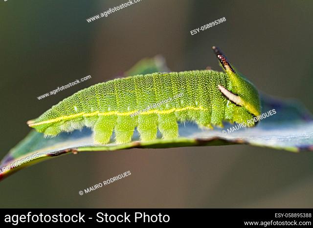 Close view of Arbutus Unedo caterpillar, Foxy Emperor (Charaxes jasius)