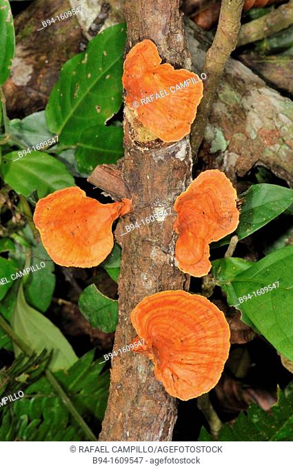Wood mushrooms, Madidi National Park in the upper Amazon river basin in Bolivia