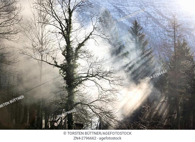 Sun Rays Breaking through Trees in the Salzkammergut Cultural Heritage Region, Austria