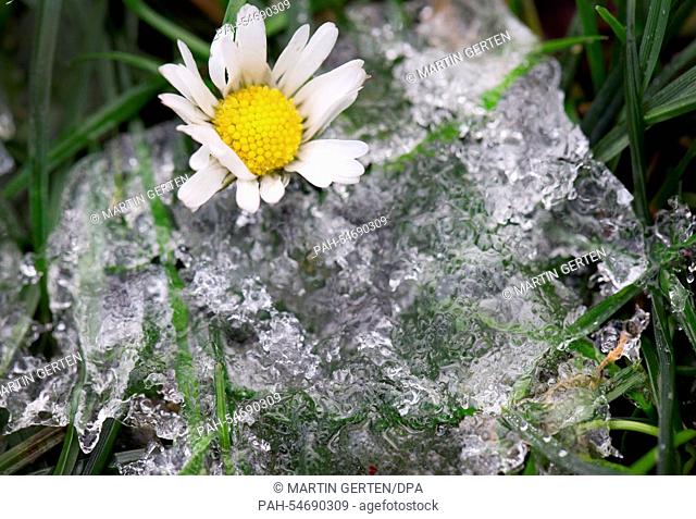 Rests of snow and ice lie between green grass and a flower in a park in Duesseldorf, Germany, 30 December 2014. A warm front moved across North Rhine-Westphalia...