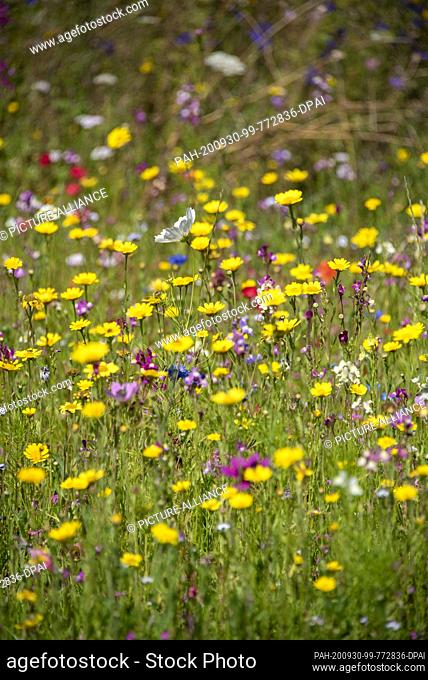 06 August 2020, Mecklenburg-Western Pomerania, Baabe: Colourful summer meadow. Photo: Stephan Schulz/dpa-Zentralbild/ZB. - Baabe/Mecklenburg-Western...