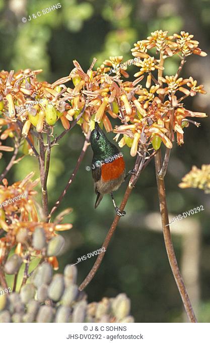 Greater Doublecollared Sunbird, Nectarinia afra, South Africa, adult male feeding on bloom