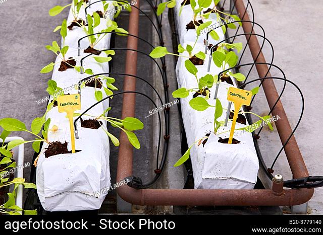 Swiss chard cultivation research, greenhouse, Institute for Agricultural Research and Development and the Natural Environment, Basque Country, Spain, Europe