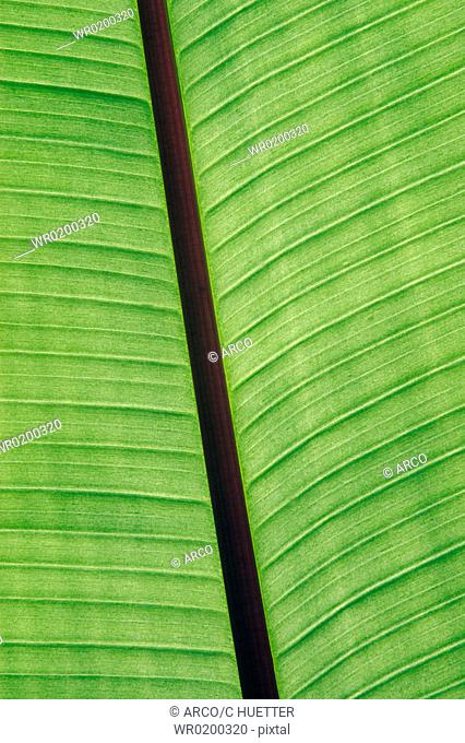 Banana, leaf, detail, Musa, cavendishii
