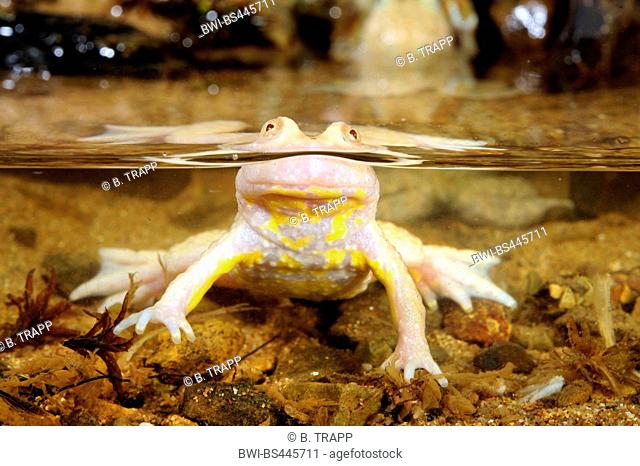 yellow-bellied toad, yellowbelly toad, variegated fire-toad (Bombina variegata), albino in shallow water, Germany