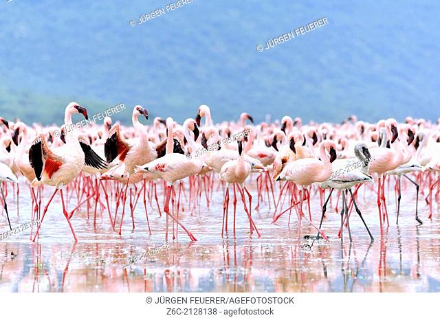 Flamingos, Phoenicopterus minor, spreading their deep red wings to get the attention of the females, in African Rift Valley, Lake Bogoria, Kenya