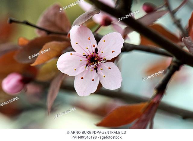 A cherry plum (Prunus cerasifera) blossoms in a garden in Dresden, Germany, 30 March 2017. Photo: Arno Burgi/dpa-Zentralbild/dpa | usage worldwide