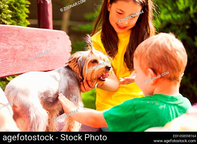 The little boy and girl are playing with cute yorkshire terrier on a bench in summer park