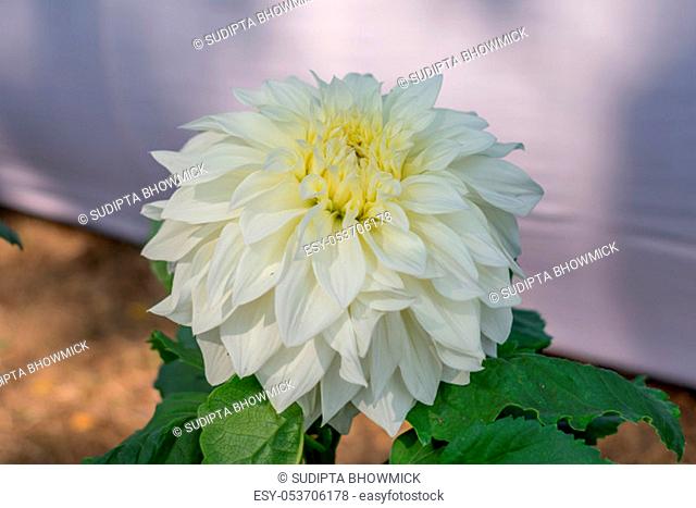 White Guldavari Flower plant, a herbaceous perennial plants. It is a sun loving plant Blooms in early spring to late summer