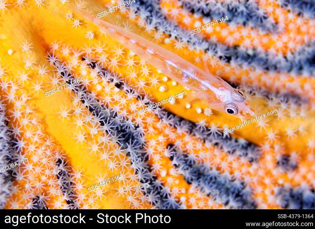 High angle view of a Common Ghost goby (Pleurosicya mossambica) resting on sea fan, South Male Atoll, Maldives