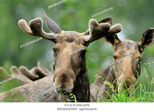 elk, European moose Alces alces alces, male and female lying in grass