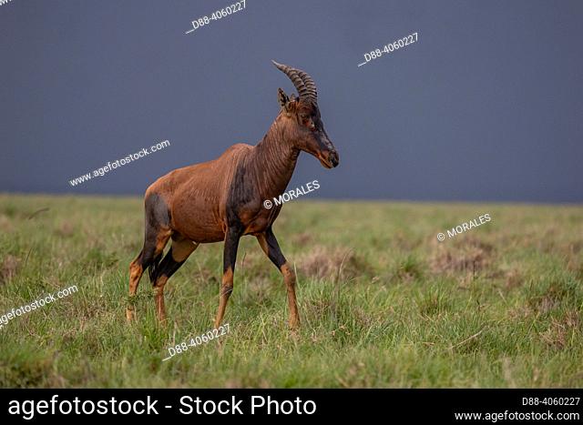 Africa, East Africa, Kenya, Masai Mara National Reserve, National Park, Topi (Damaliscus korrigum), in the savanna