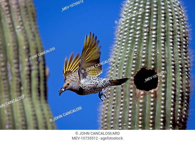 Gilded Flicker - female flying from nest in saguaro cactus with fecal sac (Colaptes chrysoides)