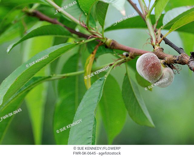 Peach, Prunus persica 'Stark Saturn'