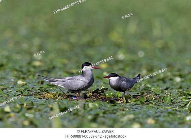 Whiskered Tern (Chlidonias hybrida) summer plumage adult pair, standing on nest among aquatic vegetation, Danube Delta, Romania, June