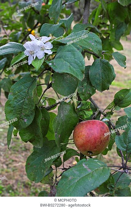 apple tree Malus domestica, apple tree with flower and fruit, Germany, Baden-Wuerttemberg
