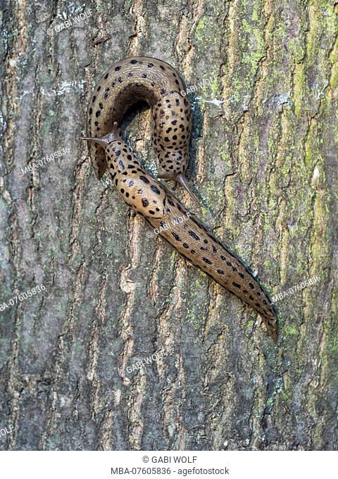 Tiger snow, Limax maximus, on a tree trunk