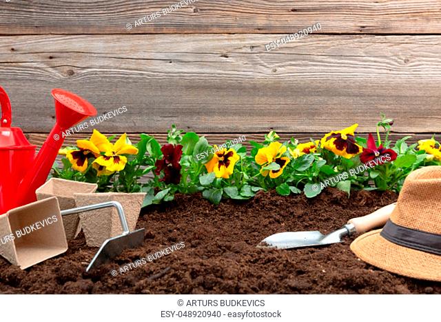 Gardening tools and spring pansy flowers on the terrace in the garden. Gardening concept