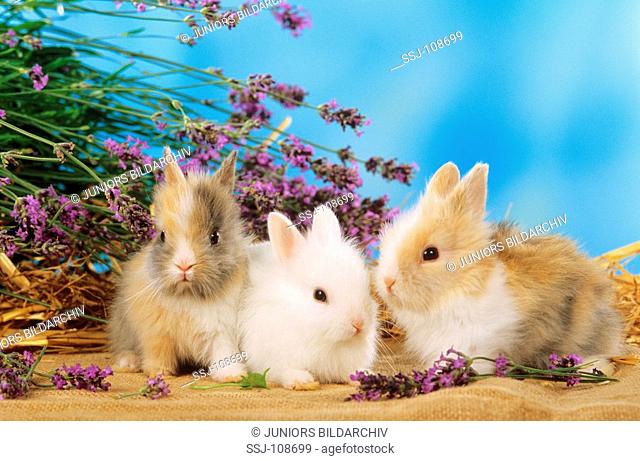 three young pygmy rabbits beside flowers