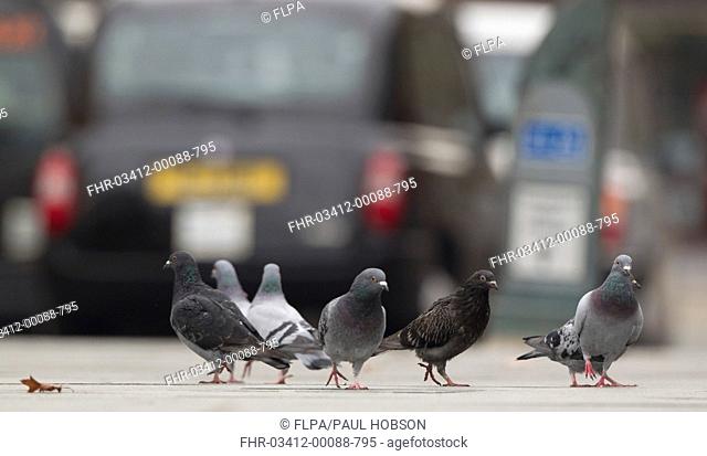 Feral Pigeon Columba livia flock, walking on pavement in city, Sheffield, South Yorkshire, England, october