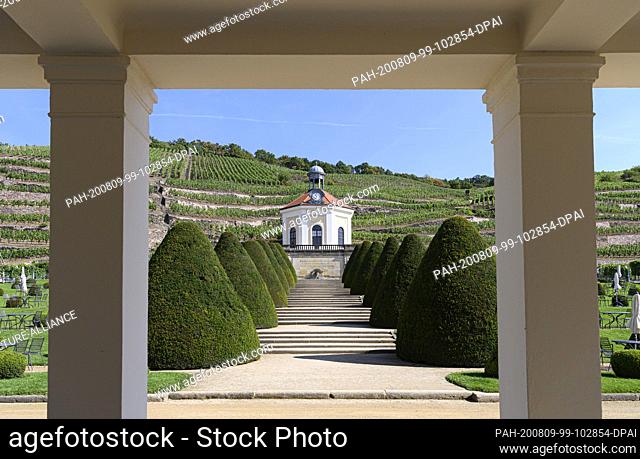 05 August 2020, Saxony, Radebeul: View of the Belvedere and the vineyards of the state winery Schloss Wackerbarth. Photo: Robert Michael/dpa-Zentralbild/ZB