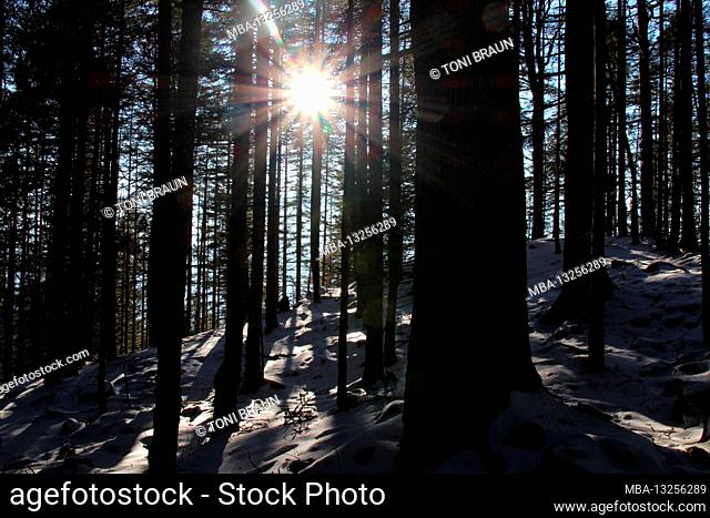 Winter hike through the mountain forest to the Simetsberg. Germany, Bavaria, Walchensee, Einsiedl