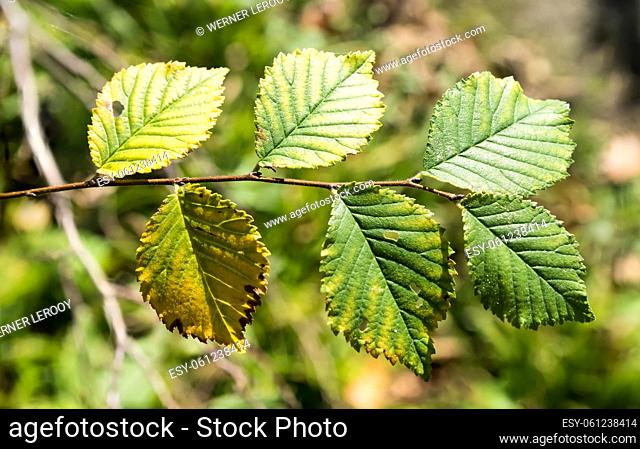 Close-up of Betula birch leaves during autumn, Jette, Belgium