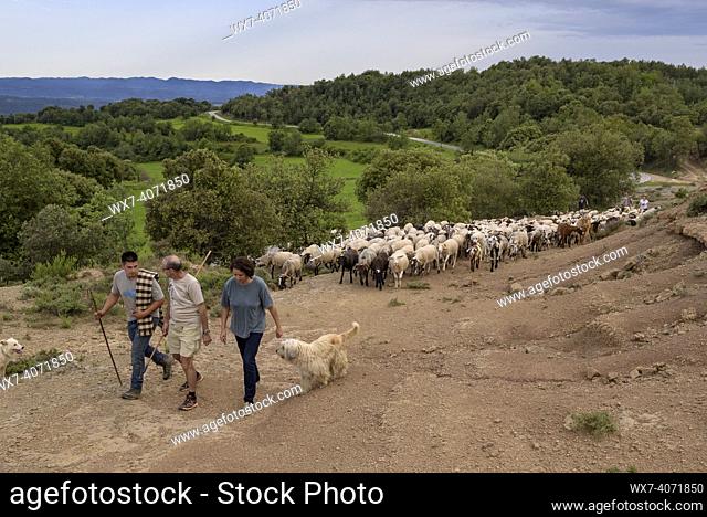 A shepherd and his flock of sheep during the transhumance between inland Catalonia and the Pyrenees (Lluçanès, Osona, Barcelona, Catalonia, Spain)
