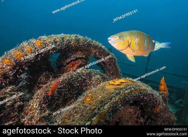 Blue-barred Parrotfish at Fang Ming Wreck, Scarus ghobban, La Paz, Baja California Sur, Mexico