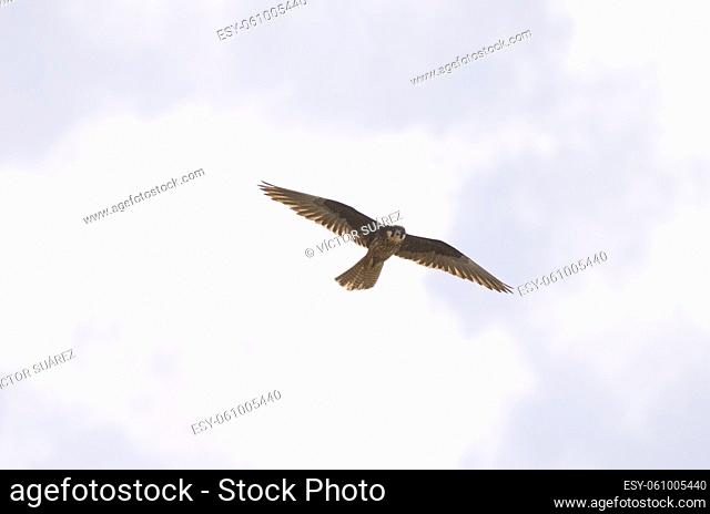 Eleonora's falcon Falco eleonorae. Light morph in flight. Montana Clara. Integral Natural Reserve of Los Islotes. Canary Islands. Spain