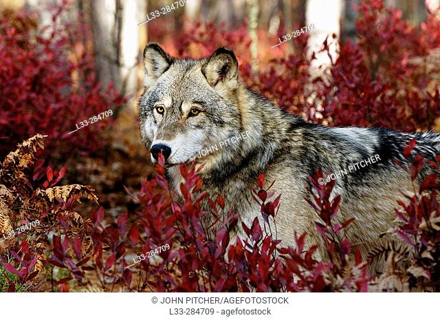 Gray wolf (Canis lupus) peering from blueberry bushes in fall, captive. Northern Minnesota, USA