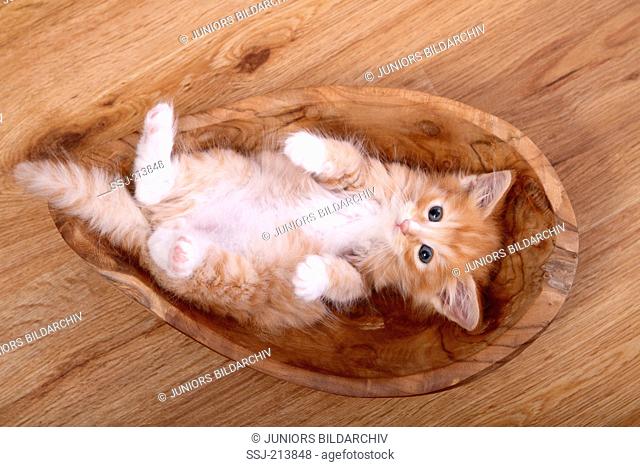 Norwegian Forest Cat. Kitten (6 weeks old) lying in a wooden bowl on parquet, seen from above. Germany