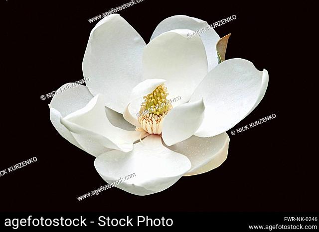 Magnolia, Magnolia grandiflora, Single white flower cut out with black background