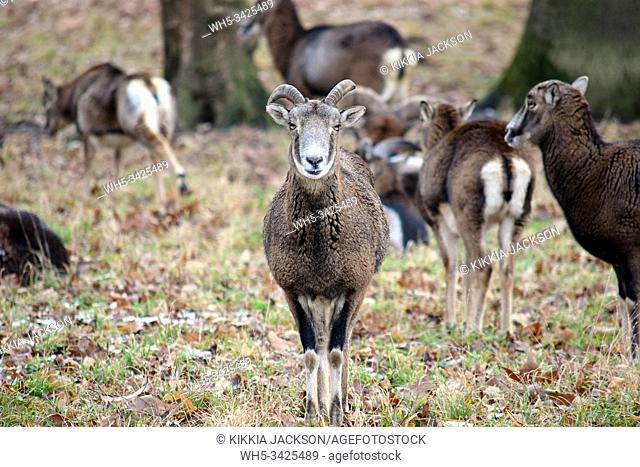 Mouflon Herd Ovis aries musimon in Winter Forest Stock Photo, Czech Republic