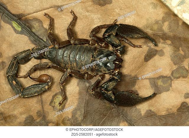 Burrowing scorpion, Heterometrus phipsoni, Aarey Milk Colony, India