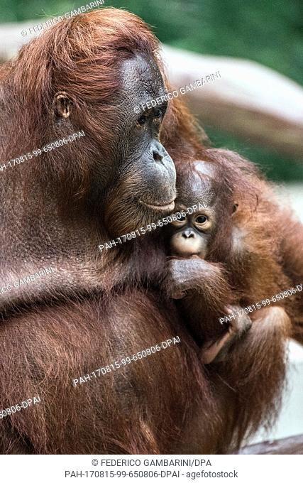 Female orangutan Lea holding the seven-months old Borneo Orangutan baby ""Suria"" in her arms in Krefeld, Germany, 15 August 2017