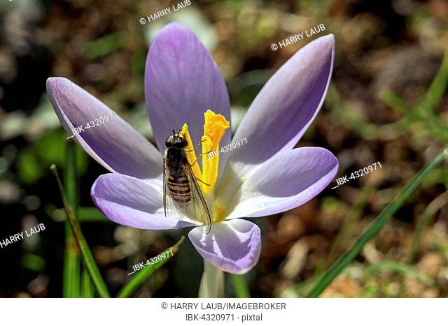 Hoverfly (Syrphidae) sitting on a Crocus (Crocus), purple, Baden-Württemberg, Germany