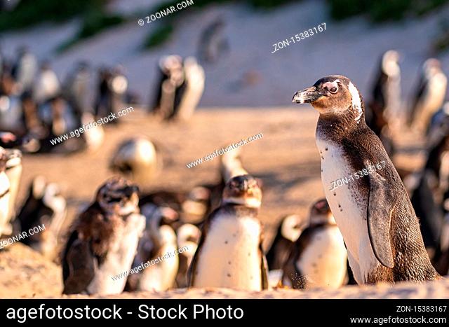 Humboldt-Pinguin Kolonie (Spheniscus humboldti) in Südafrika