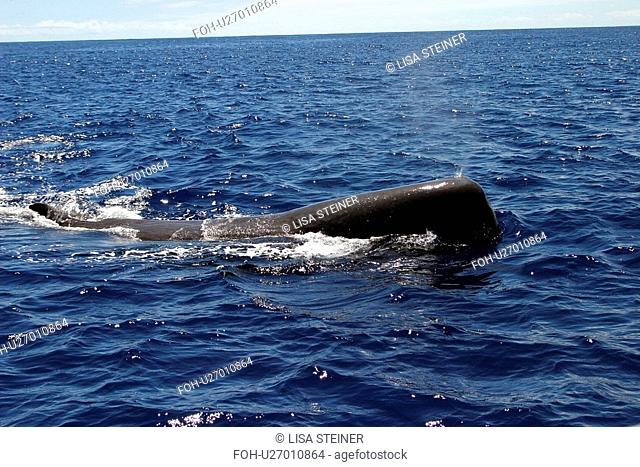 Sperm whale at surface Physeter macrocephalus Azores, Atlantic Ocean