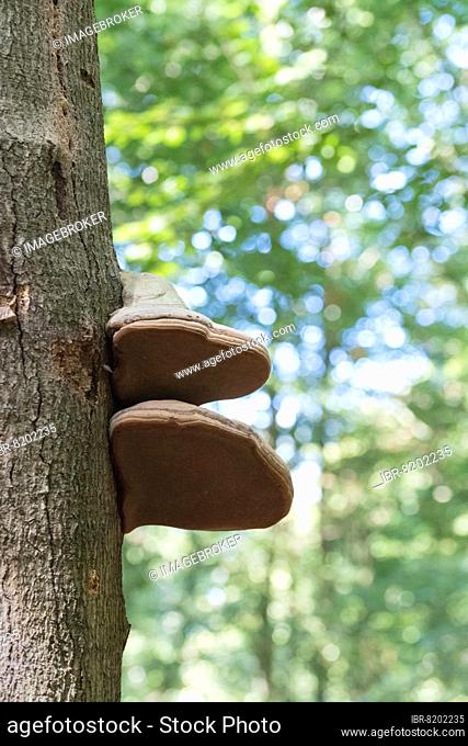 Tinder fungus (Fomes fomentarius), beautiful fruiting bodies in summer primeval forest, Vorpommersche Boddenlandschaft National Park, Germany, Europe