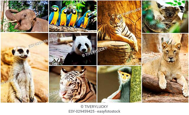 Different animals collage in the zoo, Stock Photo, Picture And Low Budget  Royalty Free Image. Pic. ESY-029459425 | agefotostock