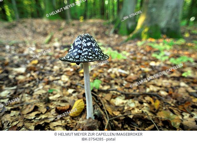 Magpie Inkcap or Magpie Fungus (Coprinus picaceus) growing in a beech forest, Mecklenburg-Western Pomerania, Germany